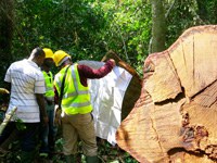Call for applications: timber legality verification observers