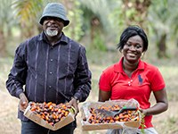 Teaching Best Management Practices for oil palm cultivation in Ghana