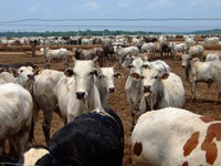 Building understanding in the cattle sector in Brazil