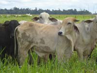 Sustainable Livestock Indicators open for public consultation 